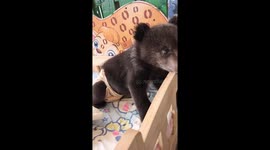 Sleepy-eyed bear cub is ready for his morning coffee