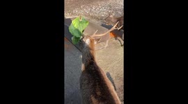 Clumsy deer unaware he has lettuce lead stuck on antlers