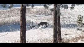 US: Coyote on the morning hunt in Evergreen