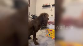 Smart dog lines up tokens to win at game of Connect Four