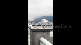 'If I'm not eating, neither are you!' Full-up seagull guards remaining food from hungry flock