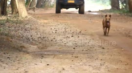 Terrifying moment leopard launches attack on unsuspecting dog - canine manages to wriggle free