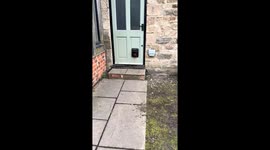 Mini-dog door helps adorable pup take house monitoring duties seriously
