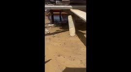 Goby fish seemingly walks on land to say hello to human