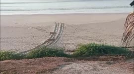 Lion couple appear to take a romantic stroll along beach in India