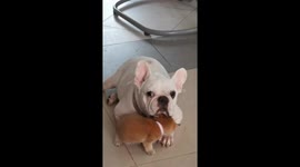 French Bulldog forms warm friendship with newborn kitten
