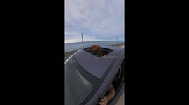 Dog Enjoys the Air on 7-Mile Bridge