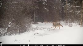 Coyote Zoomies Captured on Trail Cam