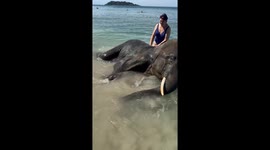Elephants Bathe in the Sea With Humans