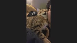 Behold the Sleepy Boy