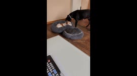 Dog Tugs Occupied Bed Outside