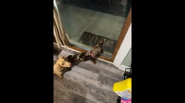 Pup Gets Late Night Munchies Like A Moth To A Flame