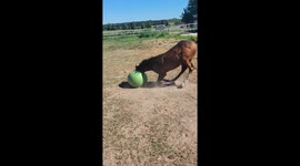 Horsing Around with a Ball