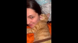 Cat Sleeps with Tongue Out
