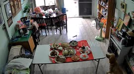Cheeky pet dog steals food laid out for Chinese New Year