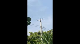 Namast-hoot! Bird flexes its wings with yoga-like pose on telegraph pole