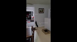 Cat loves to playfully mess around with a bell hanging from a metal wire