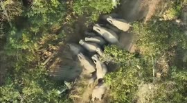 Wild elephants damaging school's wall sparks panic in Thailand