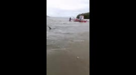 Dolphins rescued in mass stranding during low tide
