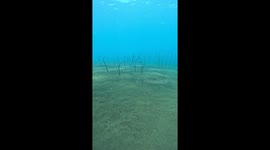 Garden eels resemble plants swaying underwater in Bali sea