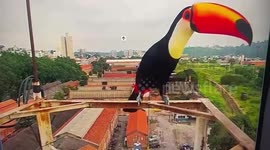 Selfie obsessed toucan's love affair with street camera