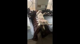 Pet dog relaxes between two armrests and slides down