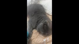 Pampered Scottish Fold cat sleeps on owner's bed