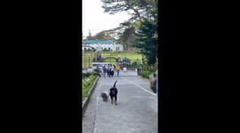 Pet Rotweiller pulls smaller shih tzu with lead
