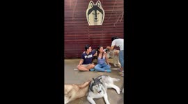 Huskies pose with tourists at dog cafe in Thailand