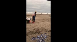 Duck In Boots Follows Owner On Beach