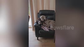 Senior dog gets new lease on life after pup joins family – now they're best friends