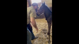 Teaching A Foal To Hug