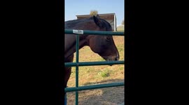 Goofiest Horse On The Farm