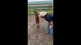 Horse Baby Loves Chewing A Hat