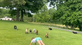 Goat Herding Trick