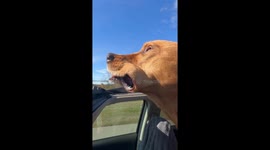 Airing Out Jowls Through Sunroof