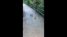 Hong Kong wildlife