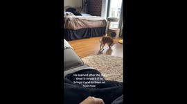Kitty Playing Fetch