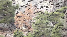 Hundreds of yellow-billed alpine choughs flying together in the swiss Alps