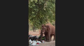 Hungry wild elephant rummages through trash left outside restaurant
