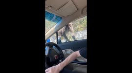 Primate-way robber! Wild monkey jumps into couple's car to steal food