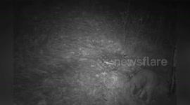 US: Bobcat Faces Off Against Coyote in Tense Standoff Over Food