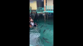 Stingray floats over to tourists making them scream
