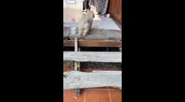 Golden Retriever puppy falls through stair gap while climbing down