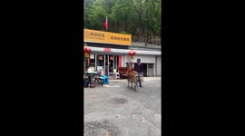 Park visitor combs friendly wild deer's fur in China