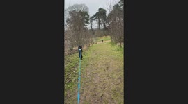 Happy paws: Adorable dog strolls on two legs like a human