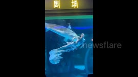Terrifying moment mermaid performer is bitten on head by large fish during underwater show in China