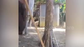 Male elephant in heat charges through village in Thailand