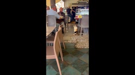 Cat begs for food with clasped paws in Marrakesh, Morocco