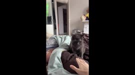 Overprotective cat defends baby in Moscow, Russia